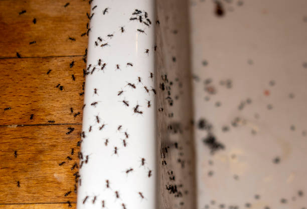 Best Wildlife Control Services  in Fairmont, IL
